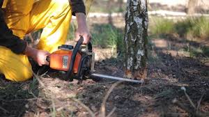 Best Commercial Tree Services  in Claryville, KY