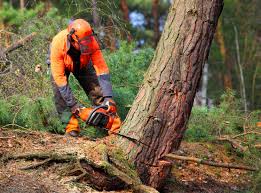 Best Tree Removal  in Claryville, KY