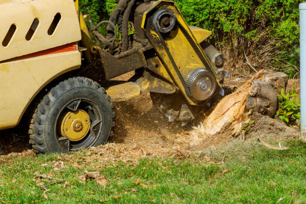 Trusted Claryville, KY Tree Care Services Experts