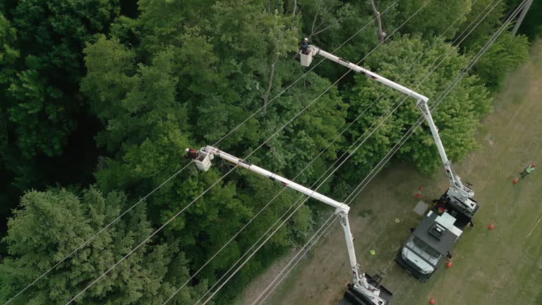 Best Emergency Tree Removal  in Claryville, KY