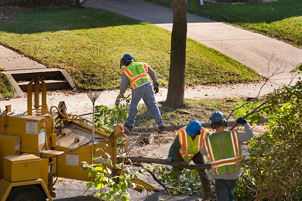 Best Tree and Shrub Care  in Claryville, KY