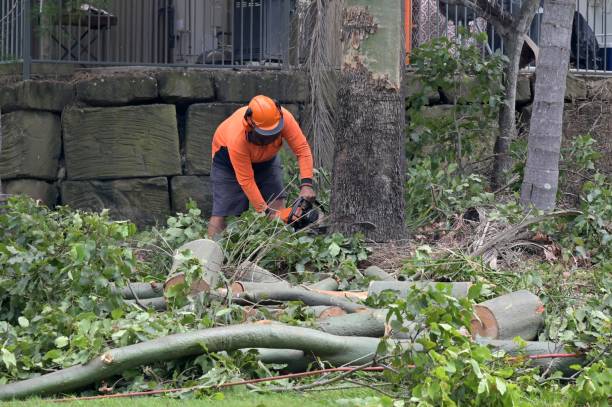 Best Arborist Consultation Services  in Claryville, KY