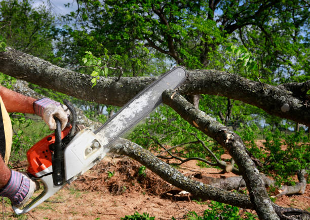 How Our Tree Care Process Works  in  Claryville, KY